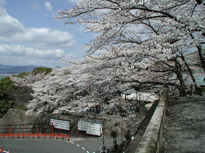 満開の桜と神社